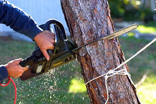 Best Lawn Maintenance Plans  in Keaau, HI