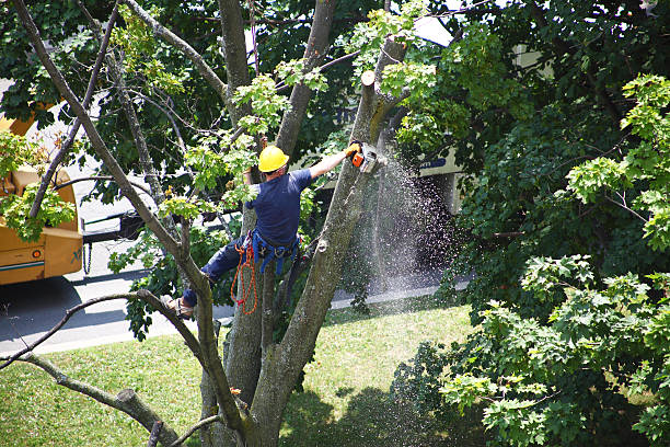 Best Utility Line Clearance  in Keaau, HI