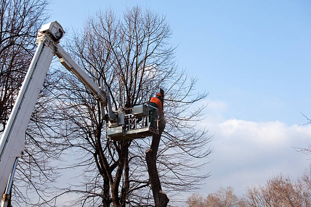 How Our Tree Care Process Works  in  Keaau, HI